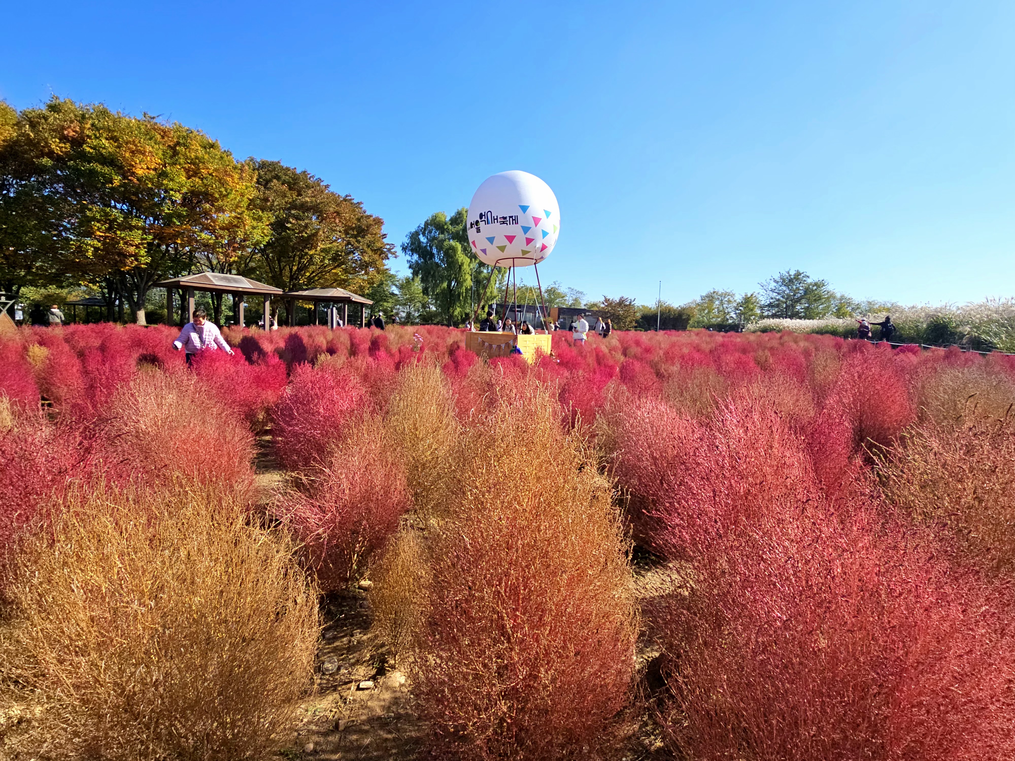 芦苇特写